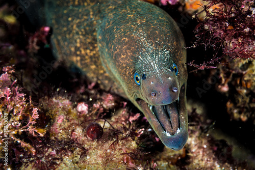 Moray eel with mouth open in La Jolla, California