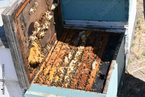 A looking at a healthy beehive