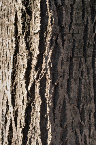 A close up of the patterns of tree bark