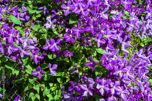 Close up in spring in April  purple lilac flowers close-up with a wonderful aroma on a branch of a lilac tree in the garden