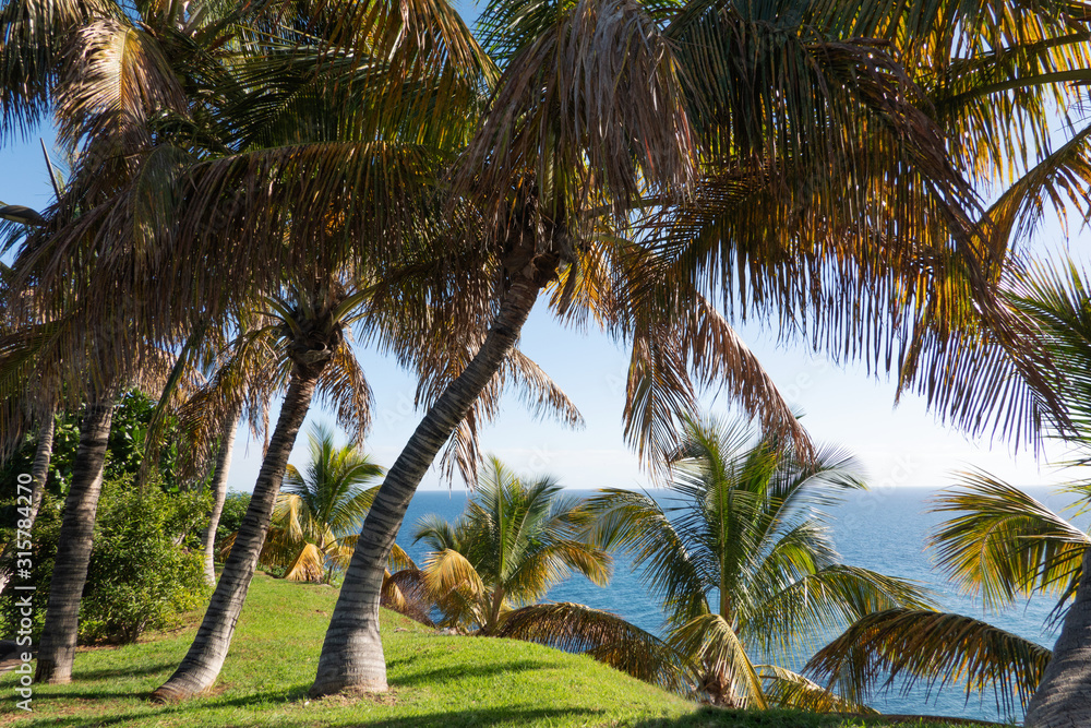 Obraz premium Tropical coconut palms