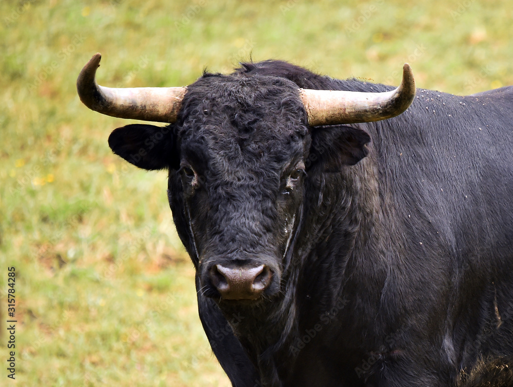 toro poderoso español con grandes cuernos toro poderoso español con grandes cuernos