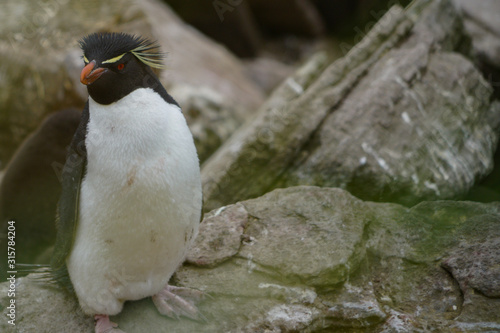 Southern Rockhopper Penguin (gorfou sauteur) photo