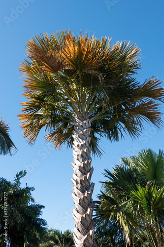 Tropical Oceania Corypha huge and tall  palm tree photo