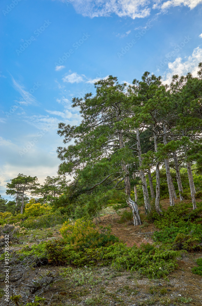 Mountain coniferous forest, Republic of Crimea