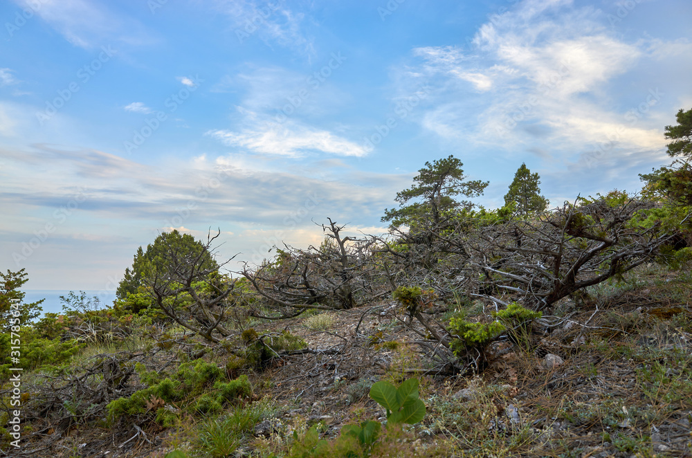 Mountain vegetation landscape. The rocky coast of the Black Sea. Cape Alchak in Sudak, Crimea