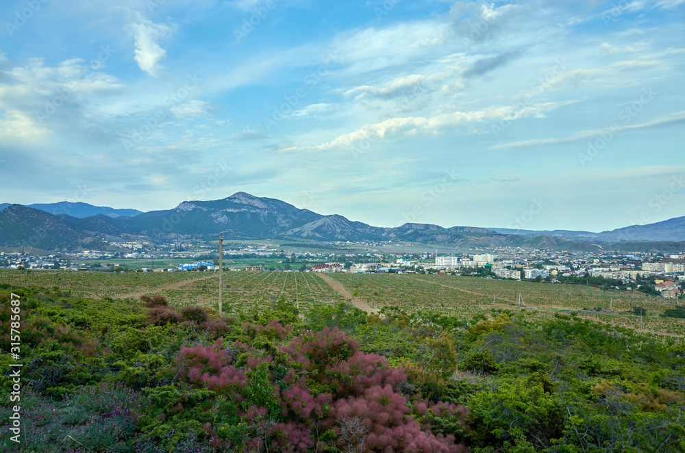 View of the city of Sudak and the Black Sea coast from a height. Vineyard. Mountain coniferous forest, Republic of Crimea