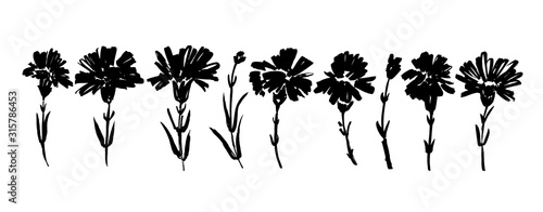 Carnation hand drawn paint vector set. Ink drawing flowers and plants, monochrome artistic botanical illustration.