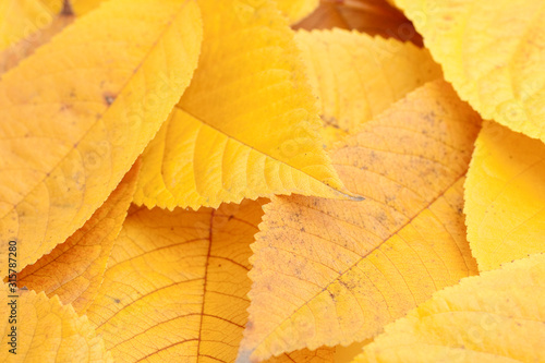 Close up shot of autumn leaves