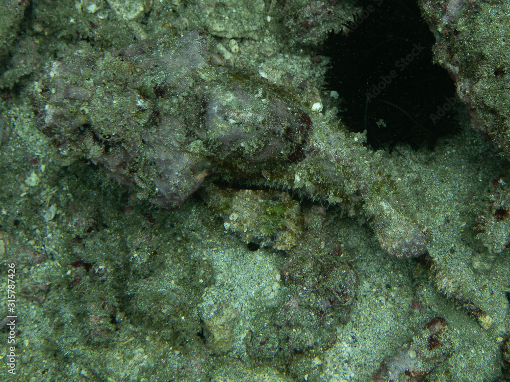 Scorpion fish (Underwater photography) Scorpion fish (Underwater photography)
