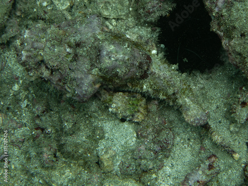 Scorpion fish  Underwater photography 