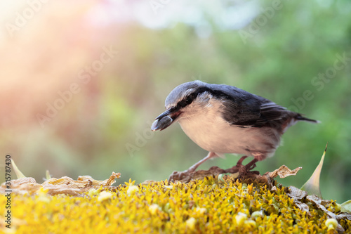 A bird is sitting on a sunflower