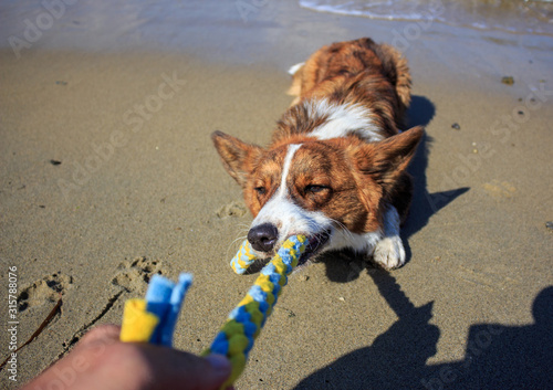 Playing with a dog breed Corgi Cardigan in a tug of fleece on a sandy beach.
