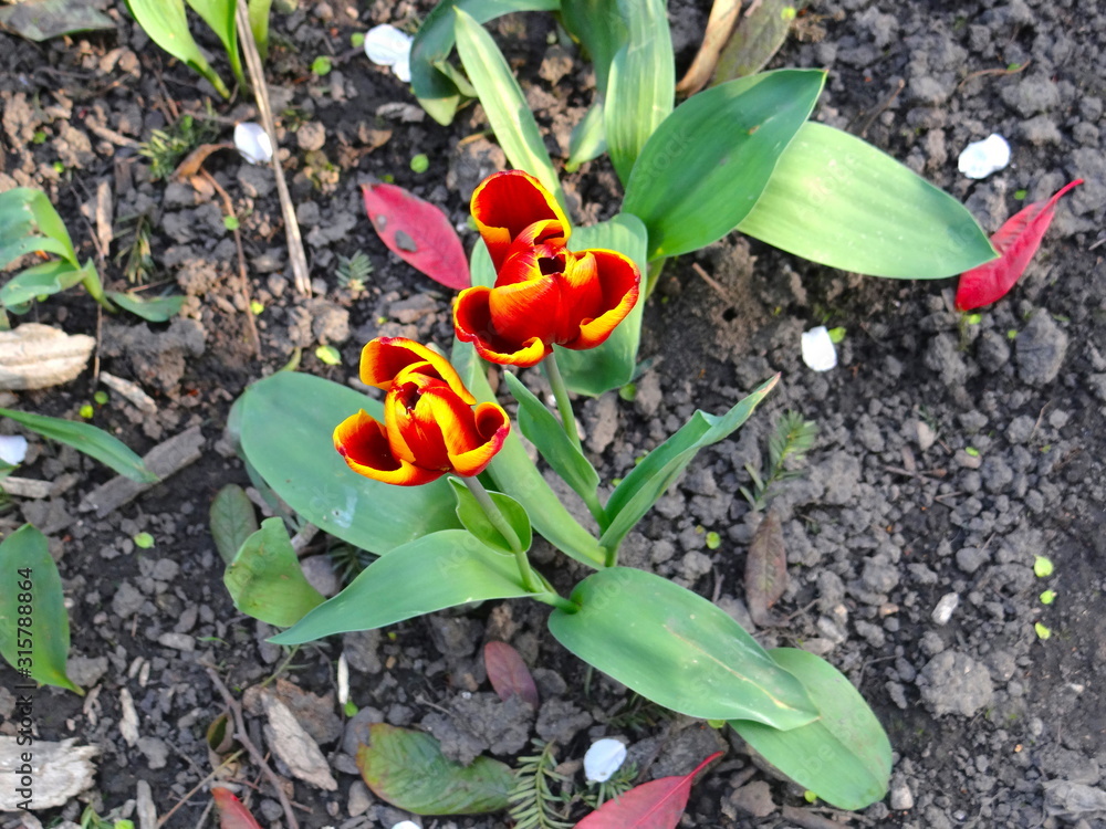 Orange edged yellow tulip flair has lance shaped grey green leaves. In