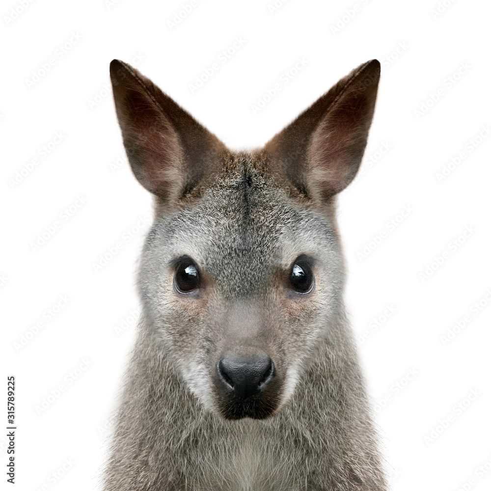 Obraz premium Wallaby portrait isolated on white background