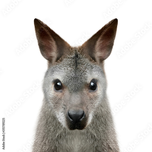 Wallaby portrait isolated on white background