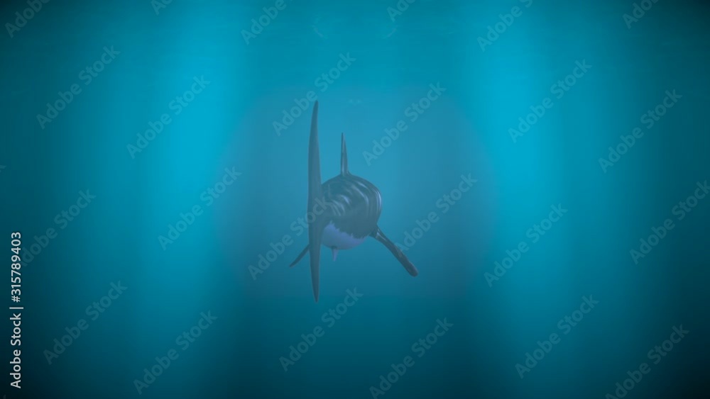 Shark swimming away from camera Shark swimming away from camera