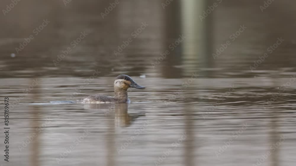 Ruddy Duck hen, Oxyura jamaicensis, diving under the water at a pond in Raleigh, North Carolina Ruddy Duck hen, Oxyura jamaicensis, diving under the water at a pond in Raleigh, North Carolina