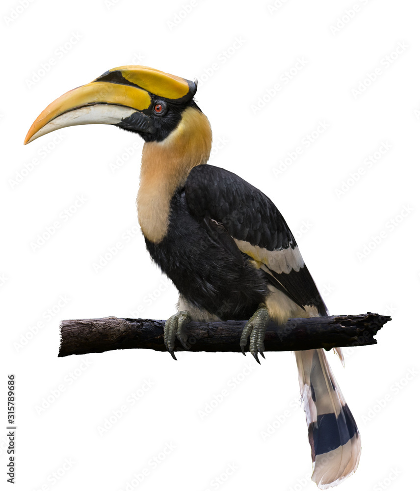 Obraz premium Hornbill on a branch On a white background
