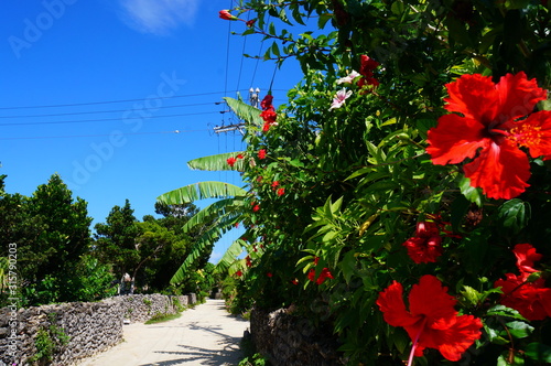 the traditional landscape of taketomi island, JAPAN photo