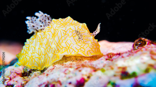 Gold lacey nudibranch (Underwater Photography)