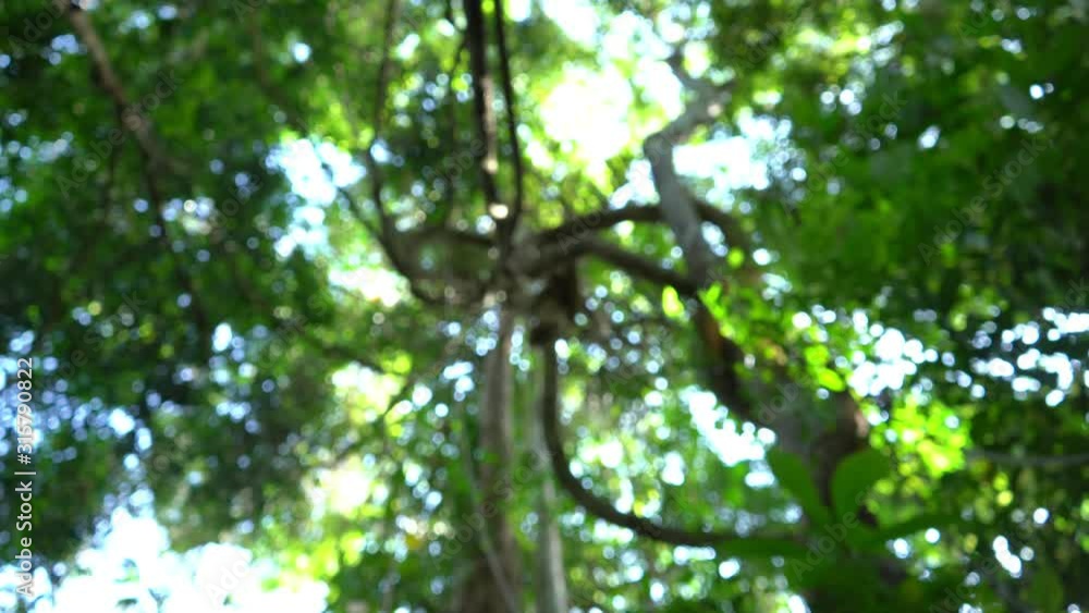 Tall trees in tropical rainforest with Zoom in blur focus Tall trees in tropical rainforest with Zoom in blur focus
