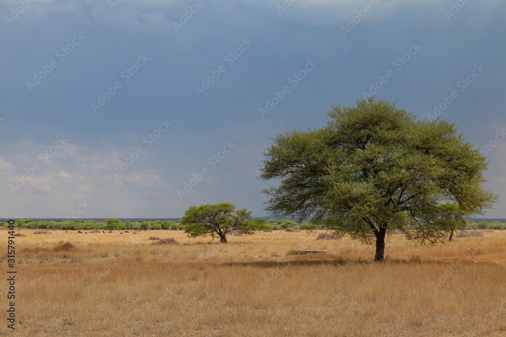Landschaft nahe der Waterberg-Region, Namibia