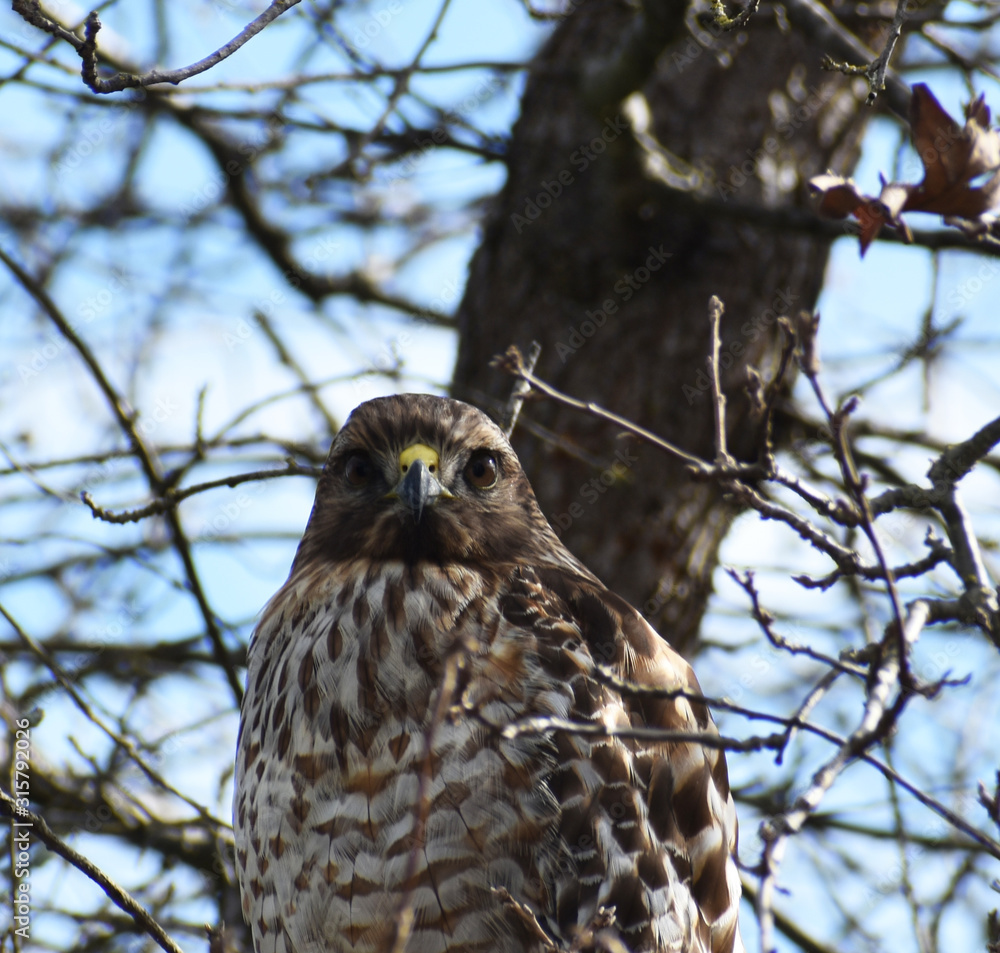 Beautiful Red Tailed Hawk Portrait Close Up Beautiful Red Tailed Hawk Portrait Close Up