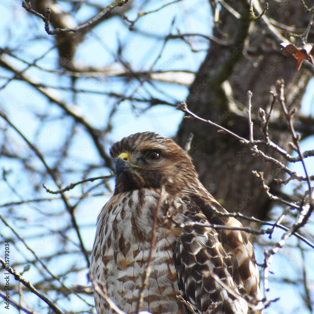 Proud Red Tailed Hawk Close Up Proud Red Tailed Hawk Close Up