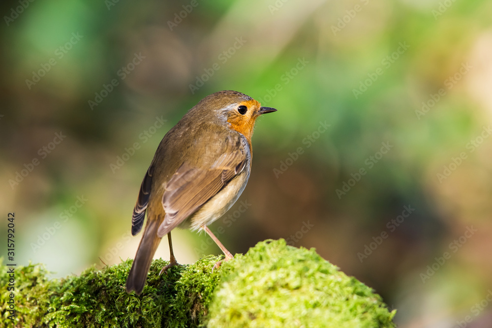 European Robinin in his environment. His Latin name is Erithacus rubecula. European Robinin in his environment. His Latin name is Erithacus rubecula.