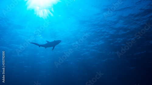 Obraz na plátně Caribbean reef shark in blue water with sun rays (Underwater Photography)