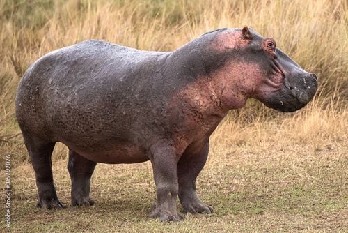 hippo in masai mara kenya