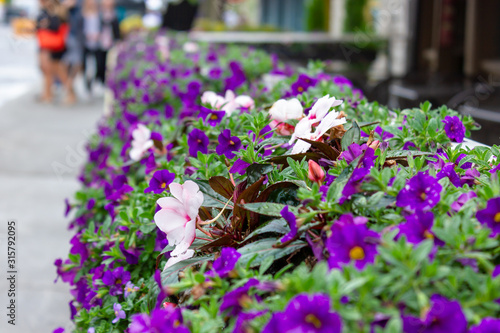 Wallpaper Mural Calibrachoa Aloha Purple, Mini petunia blooming purple flowers Torontodigital.ca