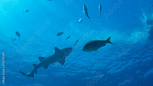Shark and fish in blue water (Underwater Photography)