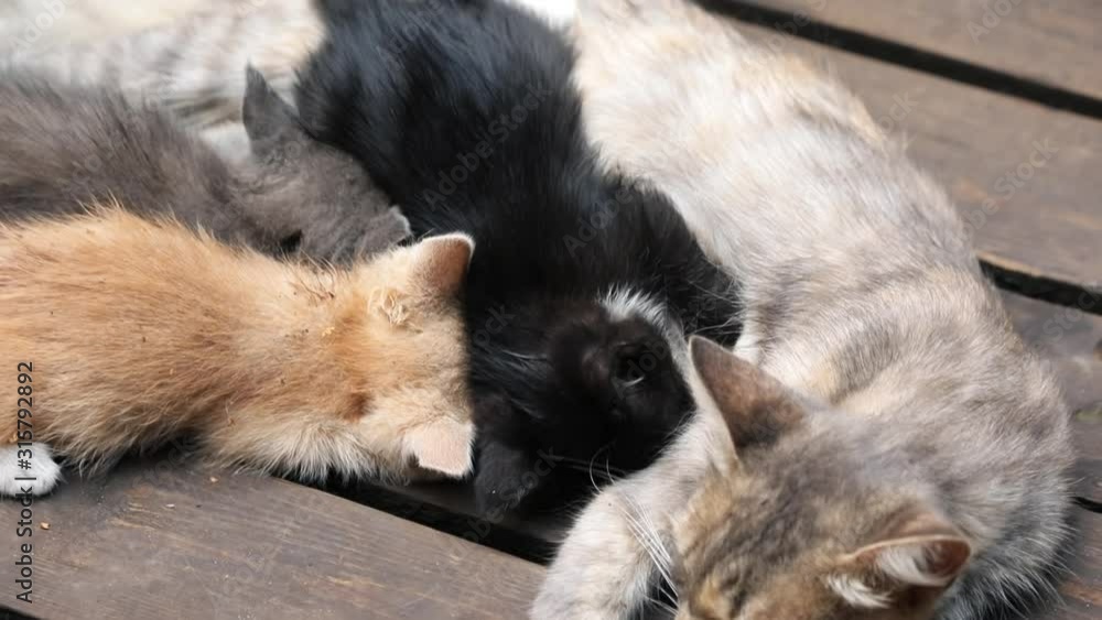 Homeless cat family. Cute mommy cat breast feeding and taking care of little newborn playful kittens sleeping together on wooden desk. Close-up. Homeless cat family. Cute mommy cat breast feeding and taking care of little newborn playful kittens sleeping together on wooden desk. Close-up.
