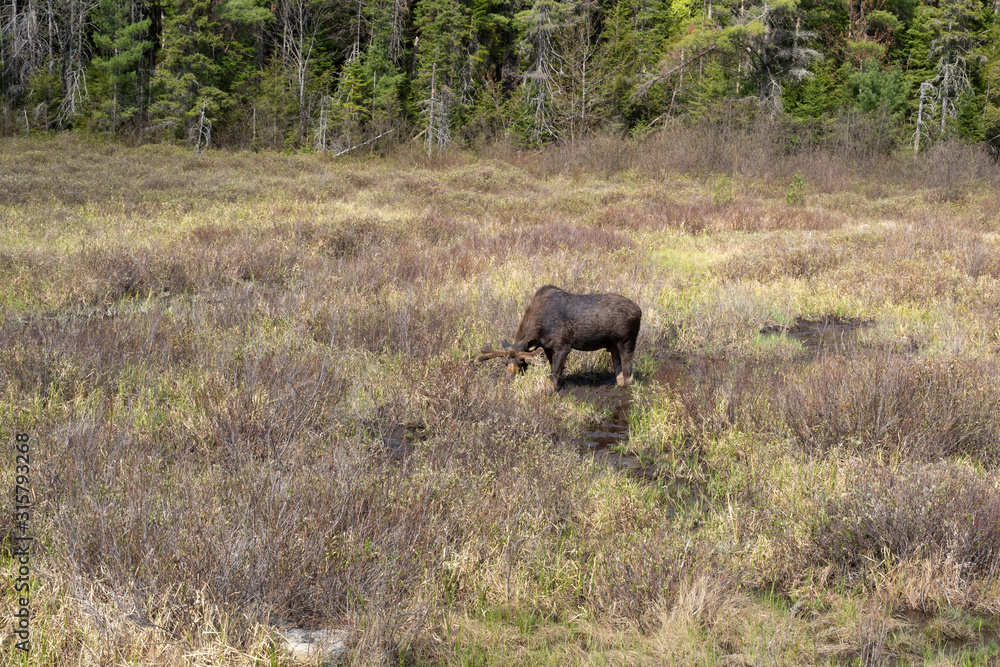 A lone male bull moose in the woods A lone male bull moose in the woods