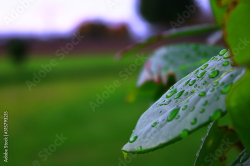 drops on leaf