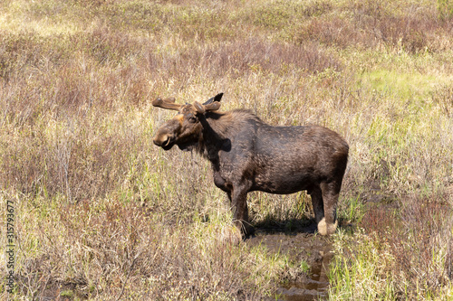 Fototapeta Naklejka Na Ścianę i Meble -  A lone male bull moose in the woods