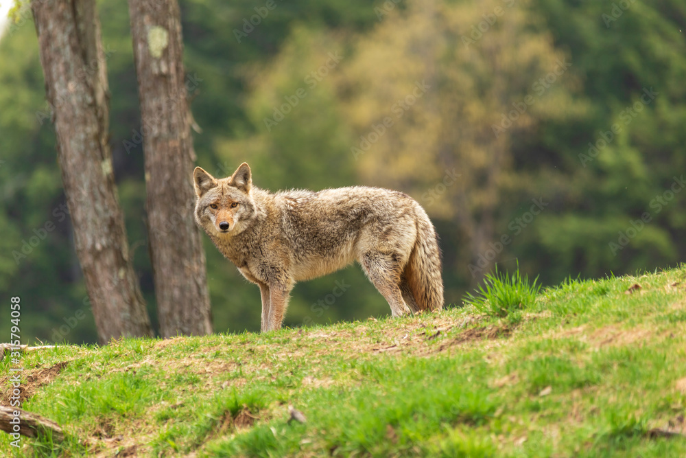A lone coyote in the woods A lone coyote in the woods