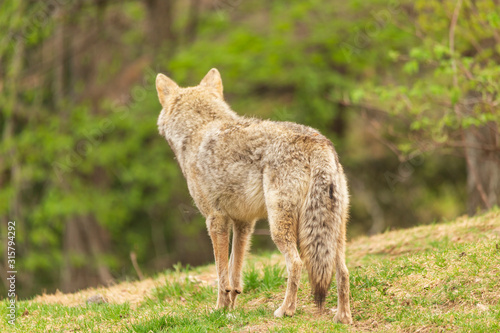 A lone coyote in the woods