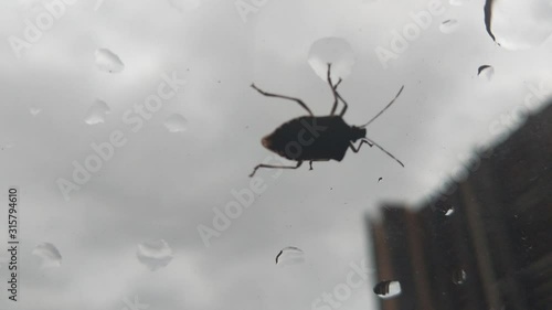 A large sheild / stink bug crawling on the inside pane of glass from left to right, water droplets on the window