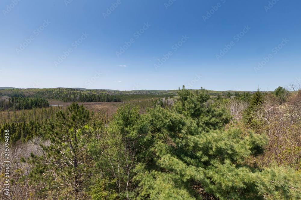 Fototapeta premium A large forest on a sunny day