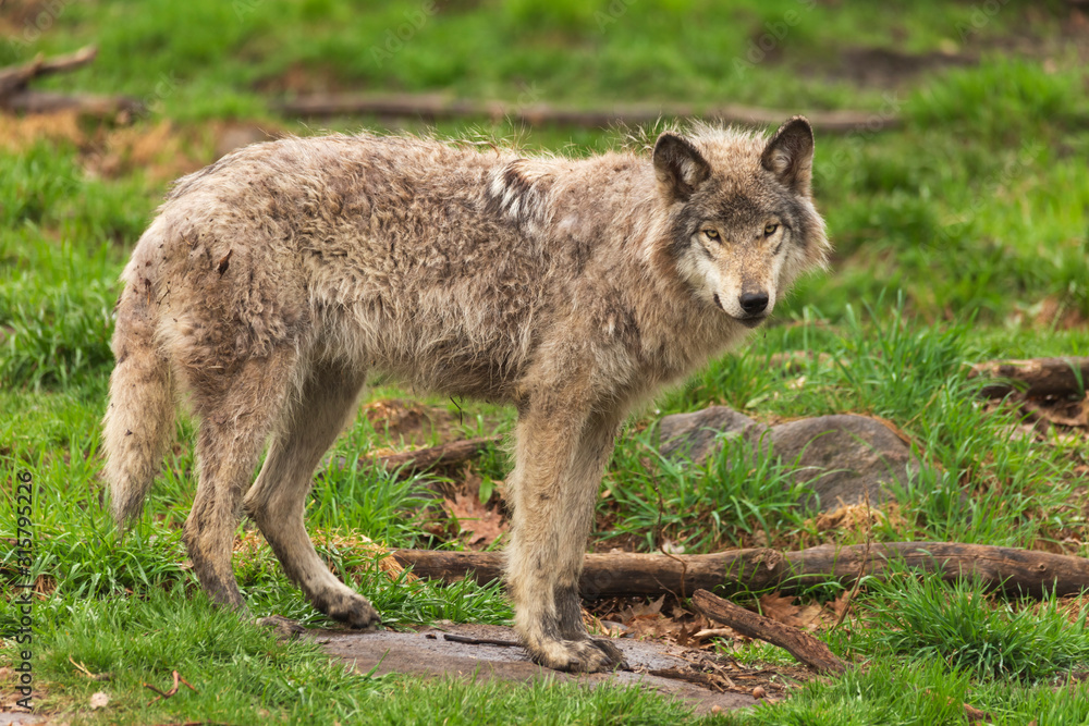 Timber wolf in the woods Timber wolf in the woods