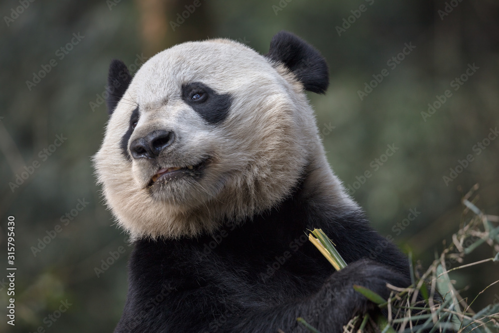 Obraz premium Panda Bear Holding Bamboo, Bifengxia Panda Reserve in Ya'an Sichuan Province, China. Panda 