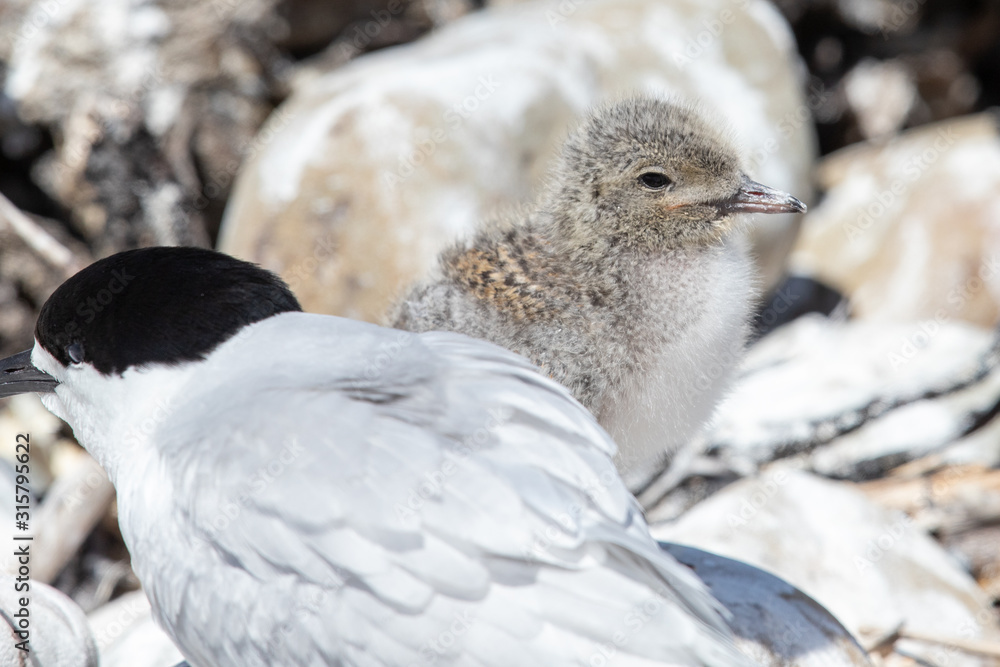 Obraz premium White-fronted Tern