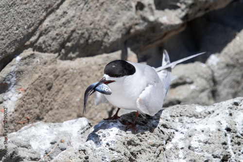 White-fronted Tern photo