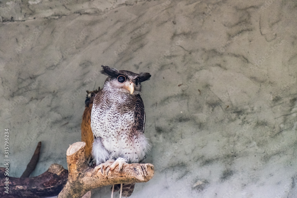 The barred eagle-owl, Bubo sumatranus, also called the Malay eagle-owl, is a species of owl in the Strigidae family. Kuala Lumpur Bird park, Malaysia The barred eagle-owl, Bubo sumatranus, also called the Malay eagle-owl, is a species of owl in the Strigidae family. Kuala Lumpur Bird park, Malaysia