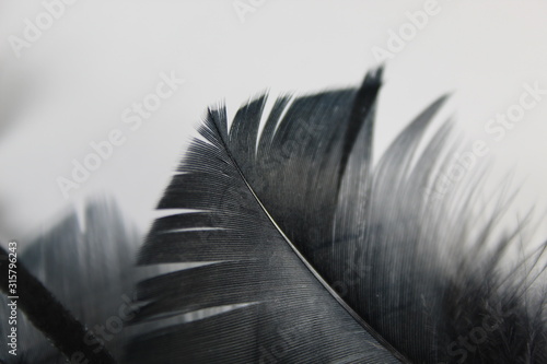 Plumas negras photo