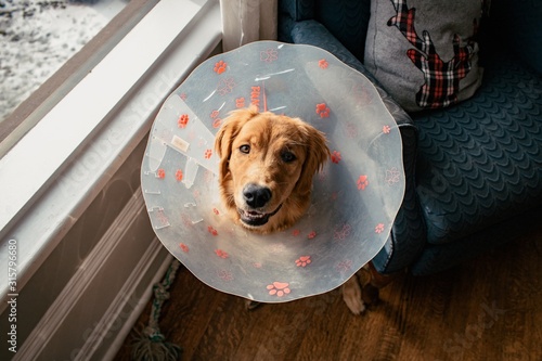 Golden Retriever with Cone of shame