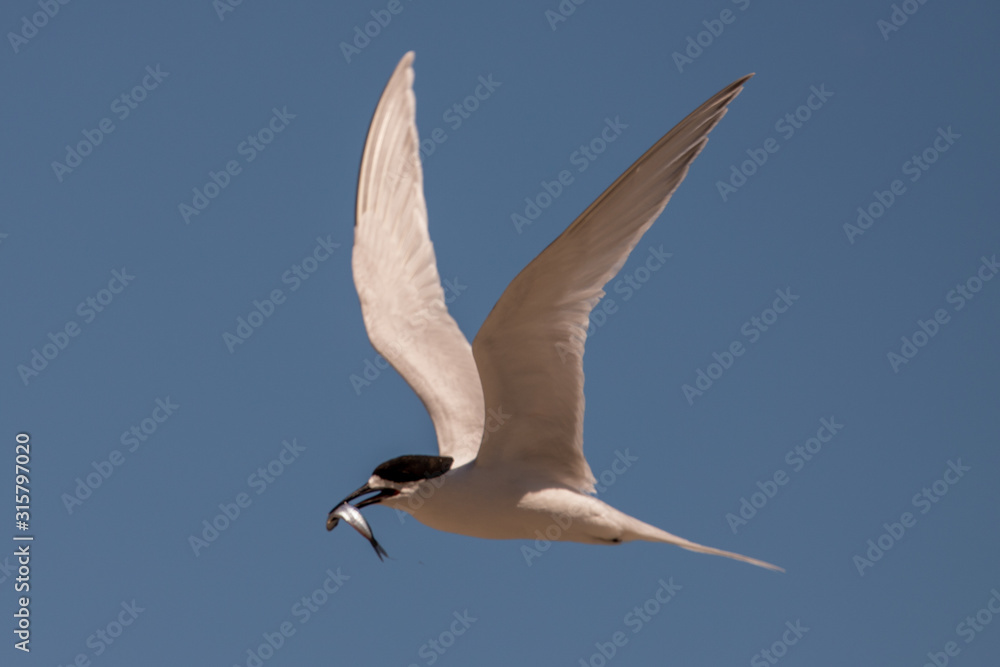 Obraz premium White-fronted Tern